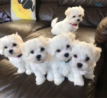 Pure White Maltese Puppies Ready To Go