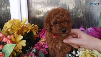 Handsome Toy Poodle Male and female