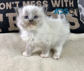 Ragdoll Kittens for sale