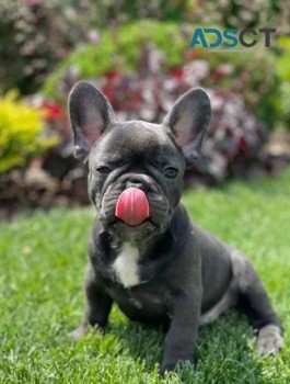 Cute Frenchbulldog puppies for sale 