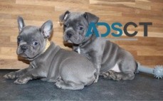 11 week old French Bulldogs Puppies