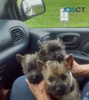 Cairn Terriers Available For Adoption.