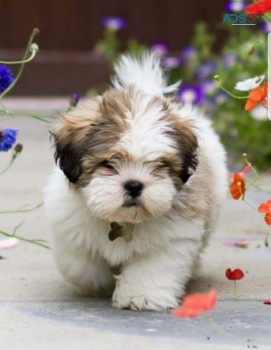 Shih Tzu puppies for Sale