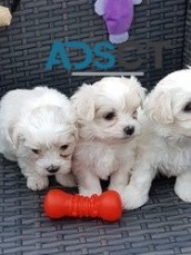 Male & Female Bichon Frise Puppies For S
