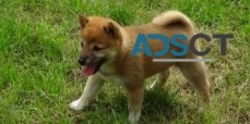 Male and Female Shiba Inu Puppies For Ho