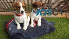 Jack Russel Terrier puppies for sale