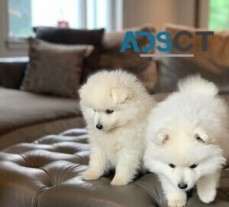 Japanese Spitz Puppies for sale.