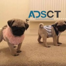 REG Female & male pug puppies for sale