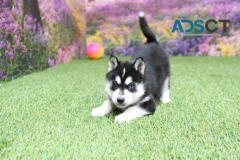 Pure Pomsky Puppies For Sale