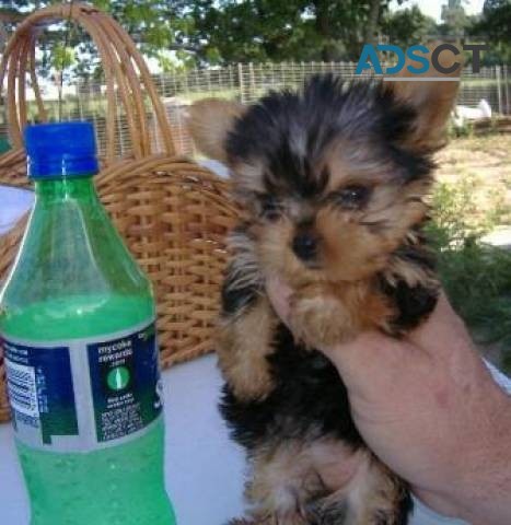 Teacup Yorkie Puppy for free adoptio