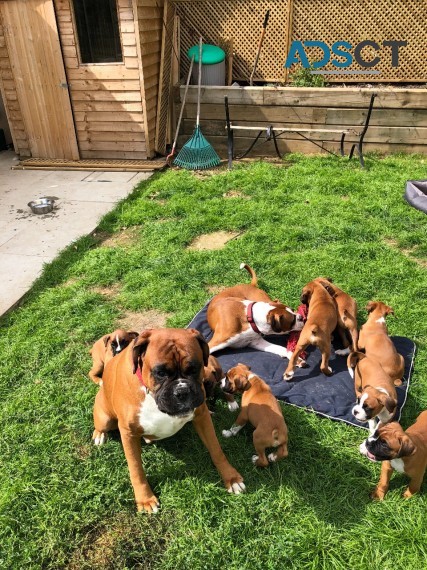 Male & Female Boxer puppies for sale