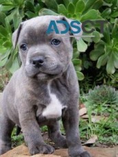 Blue Nose Pitbull Puppies for sale