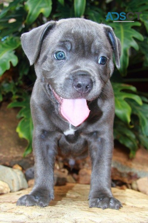 Blue Nose Pitbull Puppies for sale