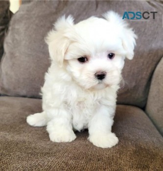 Maltese puppies puppies for sale