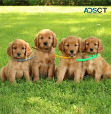 sweet golden retriever puppies for sale