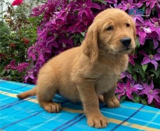 Gorgios golden retrieve puppies for sale