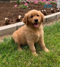 Perfect golden retriever pups for sale
