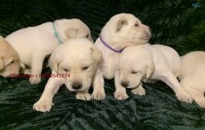 KC registered golden retriever puppies