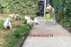 Golden retriever pups for sale