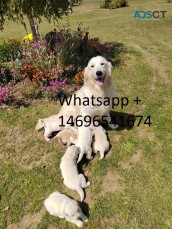 Beautiful kc registered retriever pups