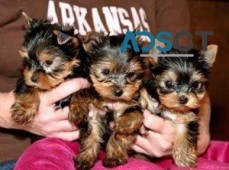 Purebred Tiny Yorkie Puppies