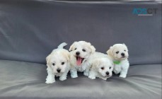 Maltese Puppies 