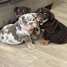 Amazing English bulldog puppies for sale