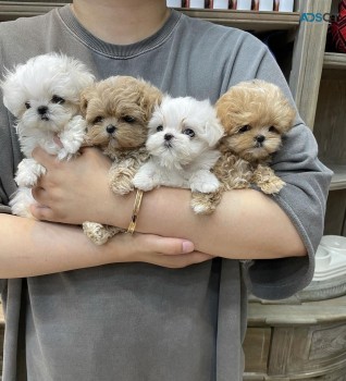 Teacup Maltipoo Puppies Available 